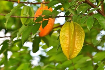 Cloud Farm Star Fruit Carambola Grafted Plant(Hybrid, Pack of 1)