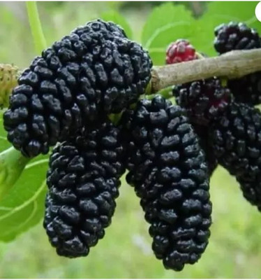 Sundhi Shahtoot/Mulberry Plant(Hybrid, Pack of 1)