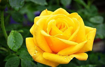 VibeX ® VLR-227 Yellow Rose Easy to Grow Seeds Seed(50 per packet)