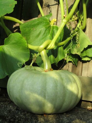 Farmonix GREEN PUMPKIN Seed(100 per packet)