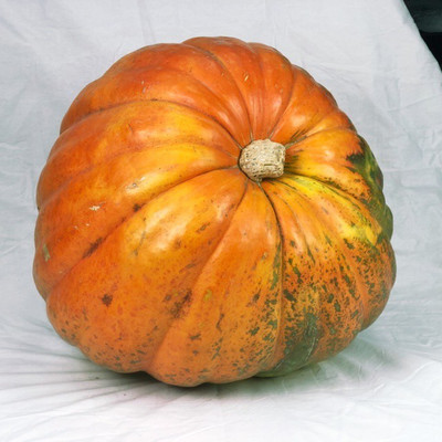 ErTh Thai Orange Pumpkin Seed(2000 per packet)