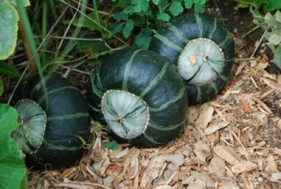 ErTh Buttercup Squash Seeds |Green Pumpkin Seed(2000 per packet)