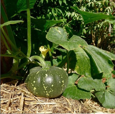 ErTh Japanese Squash | Kabocha Squash Seed(150 per packet)