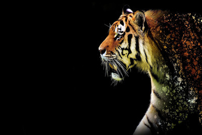 PRINTHUBS 30.48 cm Animals Tiger Sticker Poster for Room Home office Wall Décor (Size12x18Inch)S59 Self Adhesive Sticker(Pack of 1)