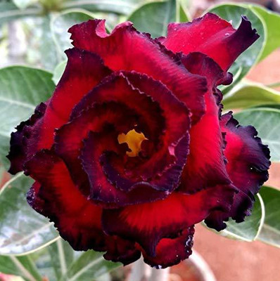 GREENWAYNURSERY Adenium Plant(Hybrid, Pack of 1)