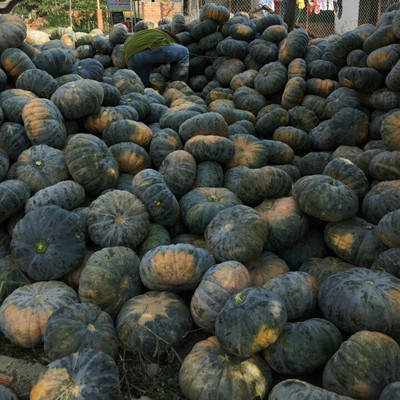 Farmonix Pumpkin Good Quality Seed(300 per packet)