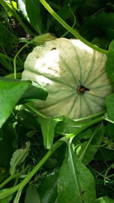 Farmonix GREEN PUMPKIN Seed(150 per packet)