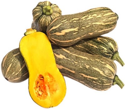 Farmonix High Quality Pumpkin Squash Vegetable Seed(300 per packet)