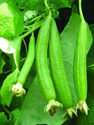 Awadh Sarputiya Seed(50 per packet)
