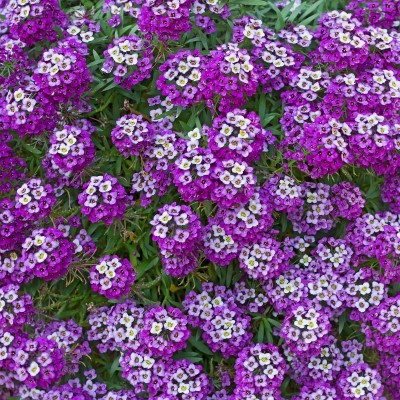 Shivnami alyssum royal carpet blue, Sweet Alyssum, Sweet Alison Seed(60 per packet)