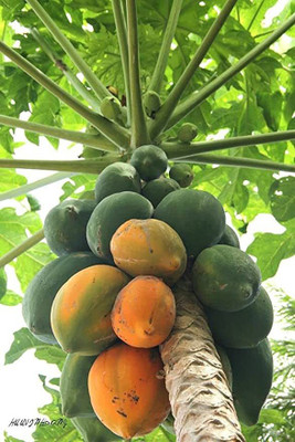 KANAYA Papaya Seed(150 per packet)