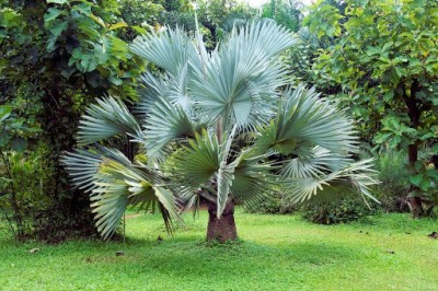 Kapebonavista bismarckia nobilis Plant, it is a plant not a seed Seed(1 per packet)