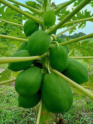 KANAYA Papita Seed(300 per packet)
