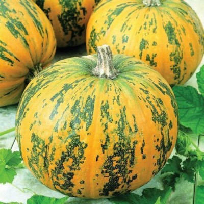 ErTh Green and Orange Pumpkin Seeds to Grow Stunning Multi Color Pumpkins Seed(2000 per packet)