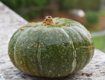 Farmonix Kabocha Squash Seeds Japanese Pumpkin. Seed(50 per packet)