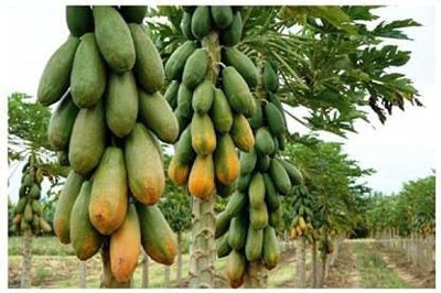 KANAYA Papaya Seed(950 per packet)