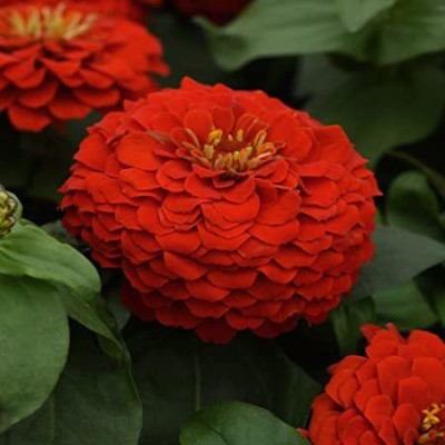 Audhav Zinnia Flower Seeds Red For Summer Season Home Gardening Seed(50 per packet)