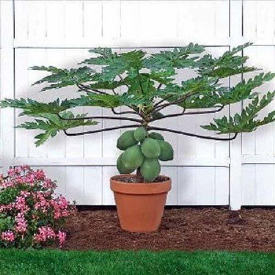 KANAYA Papaya Seed(950 per packet)