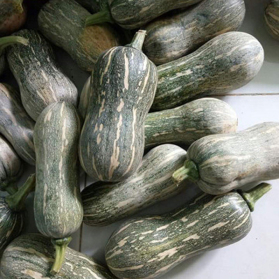 Farmonix High Quality Pumpkin Squash Vegetable Seed(250 per packet)