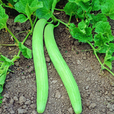 ENINE Kakdi Seed(60 per packet)