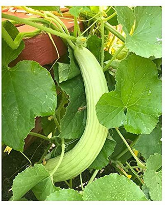 VibeX ® VMR-77 Disease Resistant Kakdi / Long Melon Seed Seed(200 per packet)