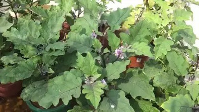 MAA Brinjal Green round, Brinjal, Eggplant Seed(120 per packet)