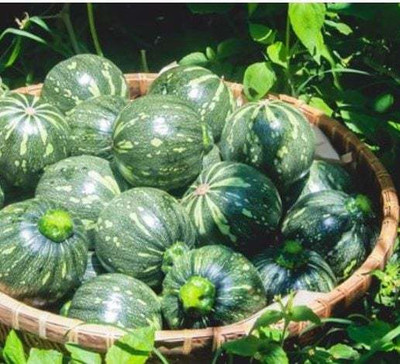 Farmonix Chinese Pumpkin Seed(100 per packet)