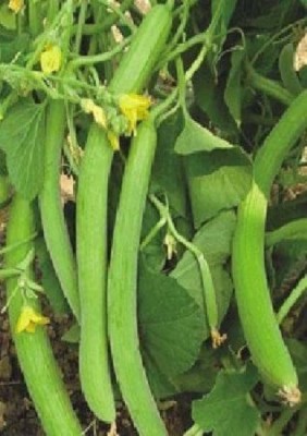 KANAYA Armenian Cucumber Kakdi , Kakri Seed(40 per packet)