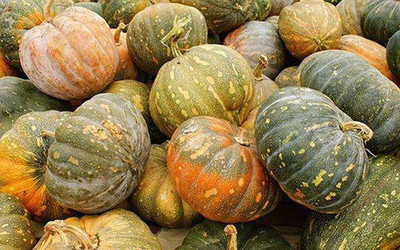 Farmonix Calabaza de Castilla, PUMPKIN Seed(150 per packet)
