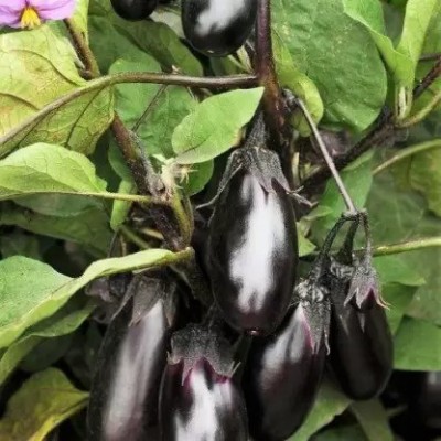 Chalisa Brinjal, Baingan, Vankaya Seed(250 per packet)