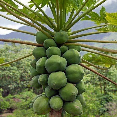 KANAYA Papaya Seed(950 per packet)