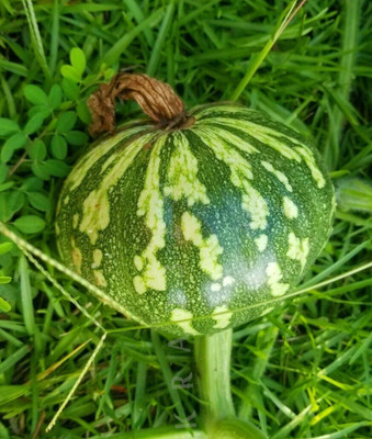 Farmonix Chinese Kabocha Pumpkin Seed(100 per packet)