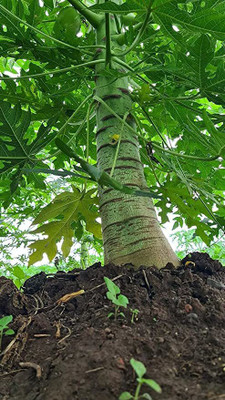 KANAYA Papaya Seed(550 per packet)