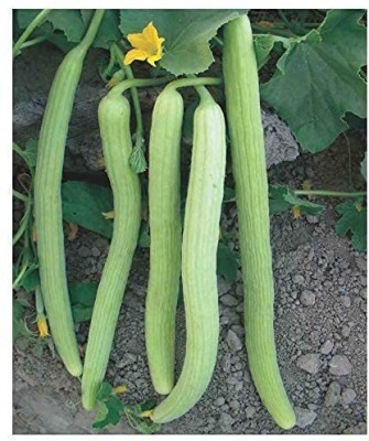 EKAKSHAR Long Melon Outdoor Kakdi/kakri/kakree Plant Seeds 10 Beej LMS262 Seed(10 per packet)