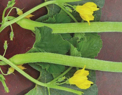 MKR Enterprises Kakdi Seed(390 per packet)