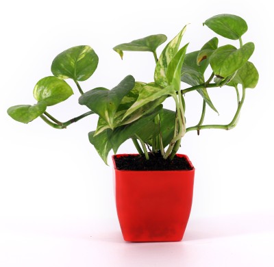 giftsvalla Money Plant(Hybrid, Pack of 1)