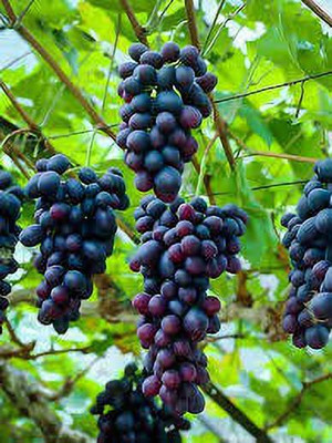 FasanGren Grapes Plant(Hybrid, Pack of 1)
