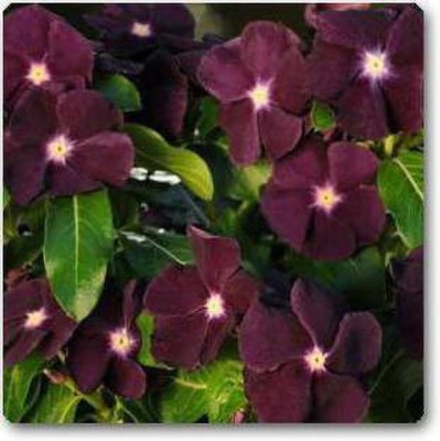 Amazing Gurden Sadabahar Plant(Pack of 1)