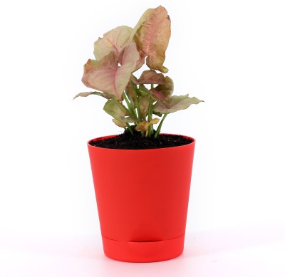 giftsvalla Money Plant(Hybrid, Pack of 2)