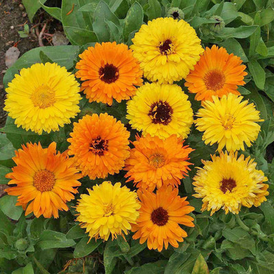 ALPINE HYBRIDE SEEDS Mix Calendula Double Flower Seeds, Calendula Flower seeds Per/Pack 50-70 seeds Seed(70 per packet)