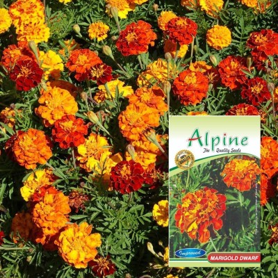 ALPINE HYBRID SEEDS Garden Flower African, Marigold Dwarf /Gainda Seed(50 per packet)