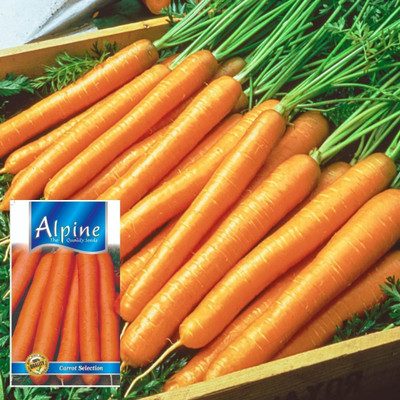 GARDENIFY INDIA CARROT SEEDS Seed(50 per packet)