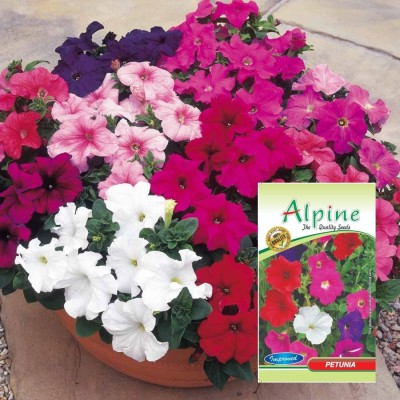 ALPINE HYBRID SEEDS PETUNIA MIX FLOWER SEEDS, FOR HOME AND BALCONY GARDENING Seed(70 per packet)