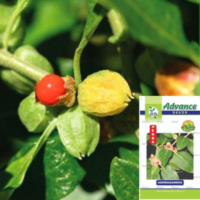 ALPINE HYBRIDE SEEDS Ashwagandha seeds Seed(70 per packet)