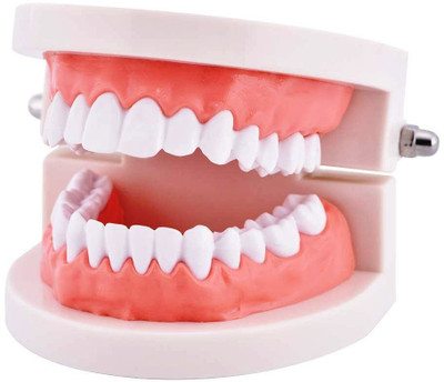 NMD NEXUS MEDODOENT NMD Dental Demonstration Model Without mark(Pack of 1pc) Surgical Plier(Plastic)
