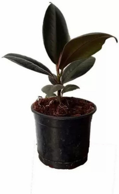 GreenyOn Rubber Tree(Hybrid, Pack of 1)