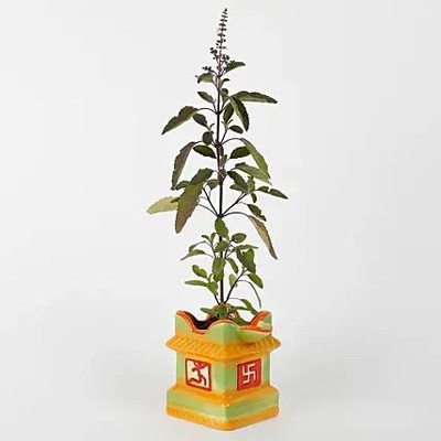 GreenyOn Tulsi Plant(Hybrid, Pack of 1)