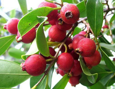 PlantShop Guava Plant(Hybrid, Pack of 1)