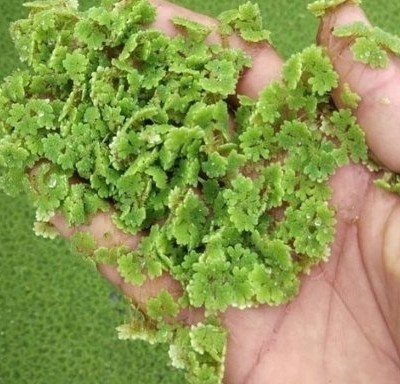 AZOLLA AZOLLA Seed(1 per packet)