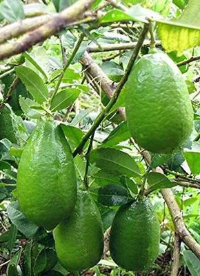 Earth Plant Farm Lemon Plant(Hybrid, Pack of 1)